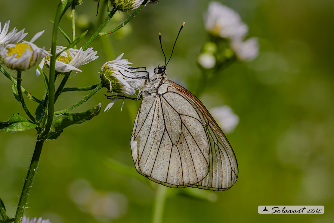 Aporia crataegi: Pieride del biancospino (femmina); Black-veined White (female)