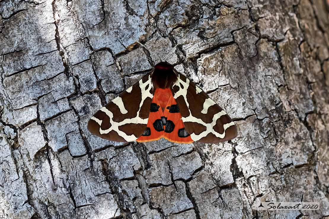 Arctia caja: Arczia bruna; Garden tiger moth