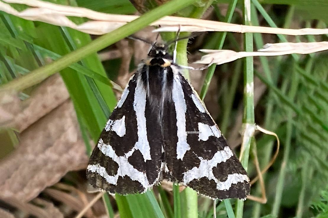Arctia plantaginis; Wood tiger moth