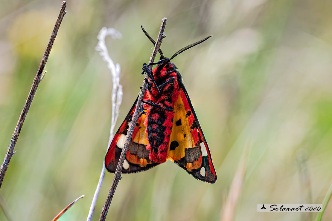Arctia villica o Epicallia villica: Fegea o pretino (maschio); Cream-spot tiger (male)
