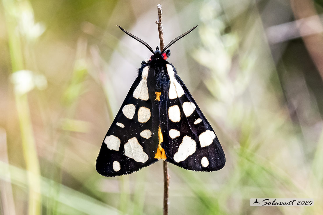 Arctia villica o Epicallia villica: Fegea o pretino (maschio); Cream-spot tiger (male)