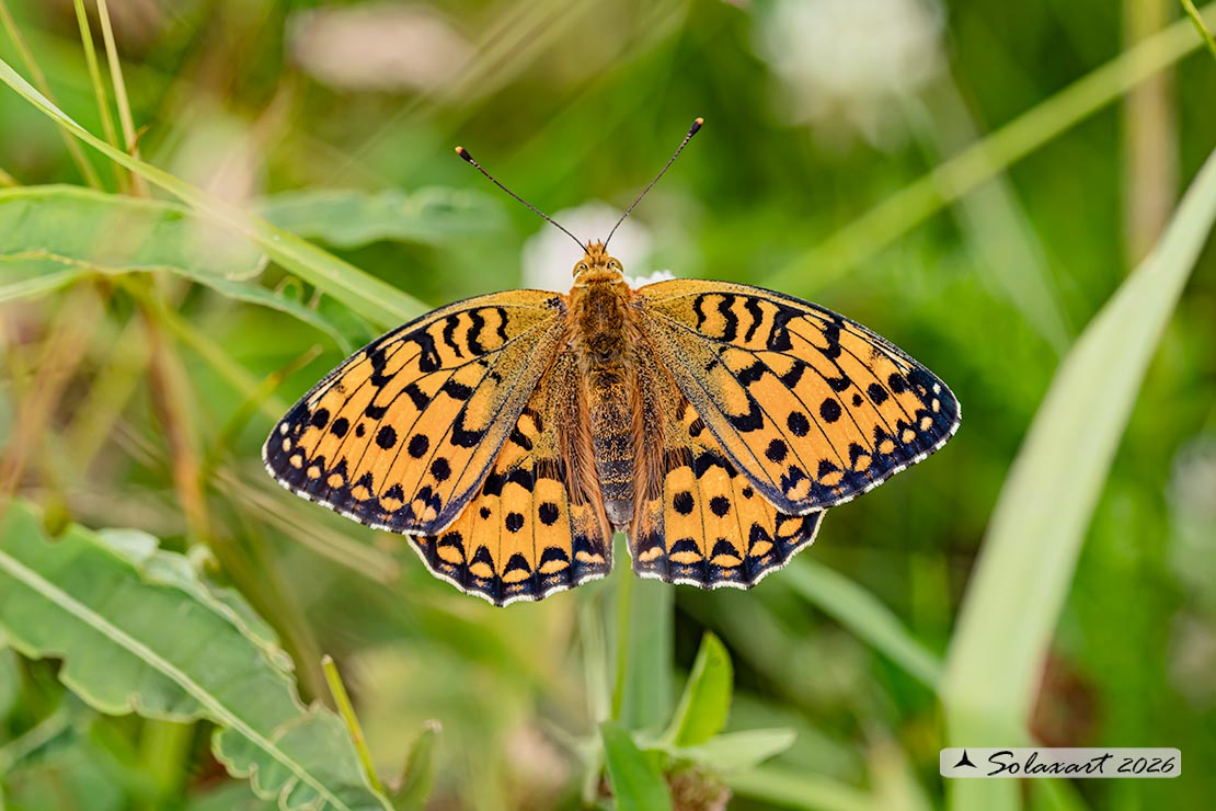Argynnis aglaja:  Aglaia ; Dark green fritillary