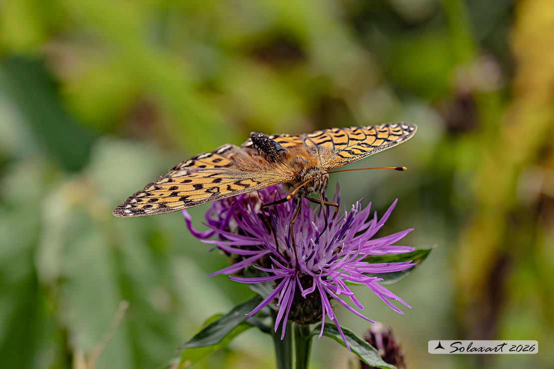 Argynnis aglaja:  Aglaia ; Dark green fritillary