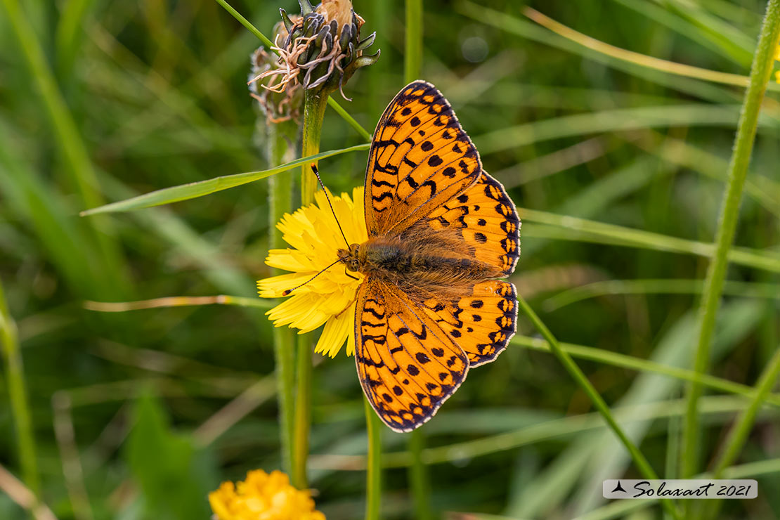 Argynnis niobe; Niobe;   Niobe fritillary