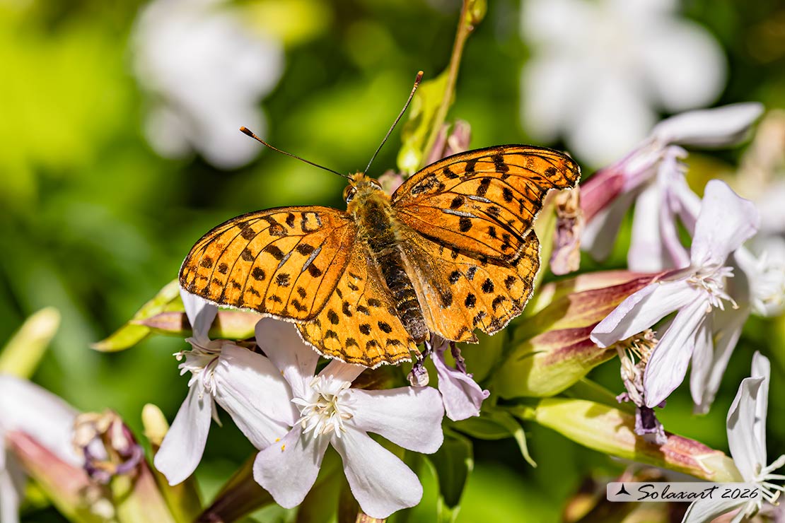Argynnis niobe; Niobe; Niobe fritillary