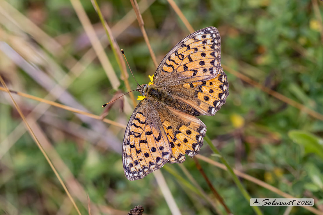 Argynnis niobe; Niobe;   Niobe fritillary