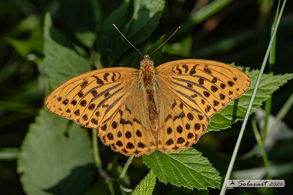 Pafia (Argynnis Paphia) maschio