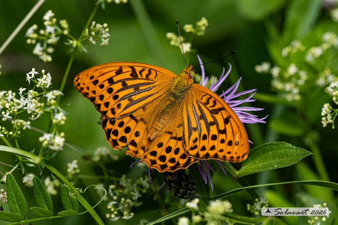 Pafia (Argynnis Paphia) maschio