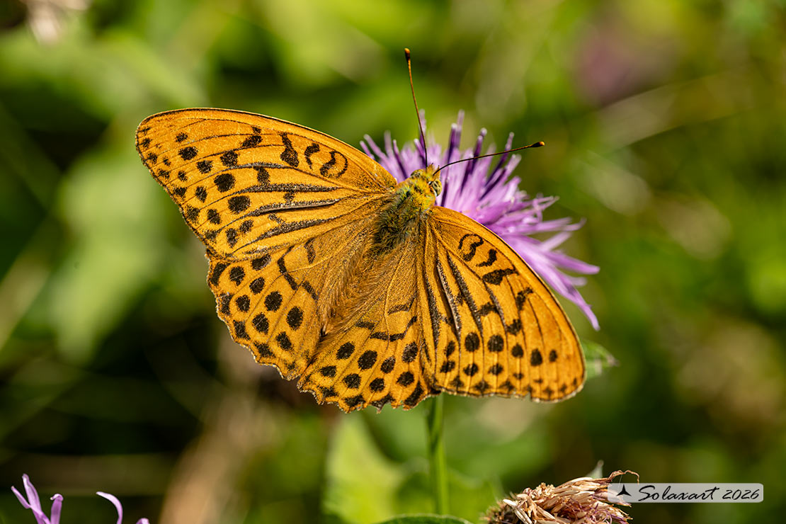 Pafia (Argynnis Paphia) maschio