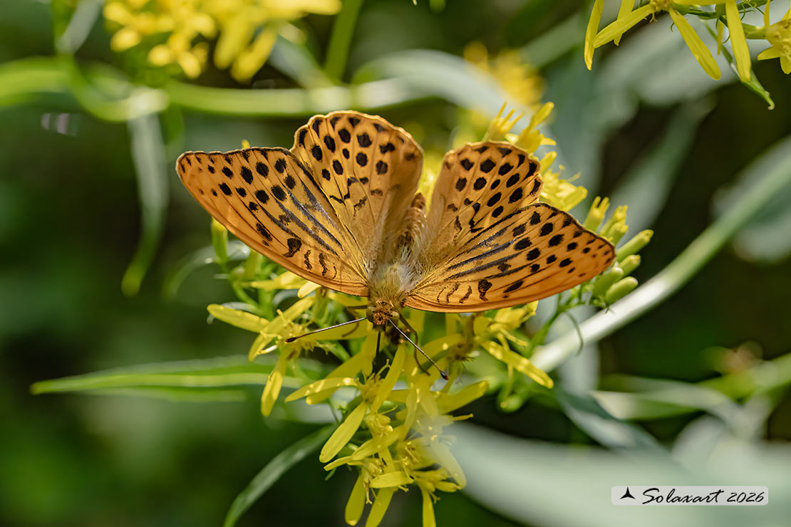 Pafia (Argynnis Paphia) maschio