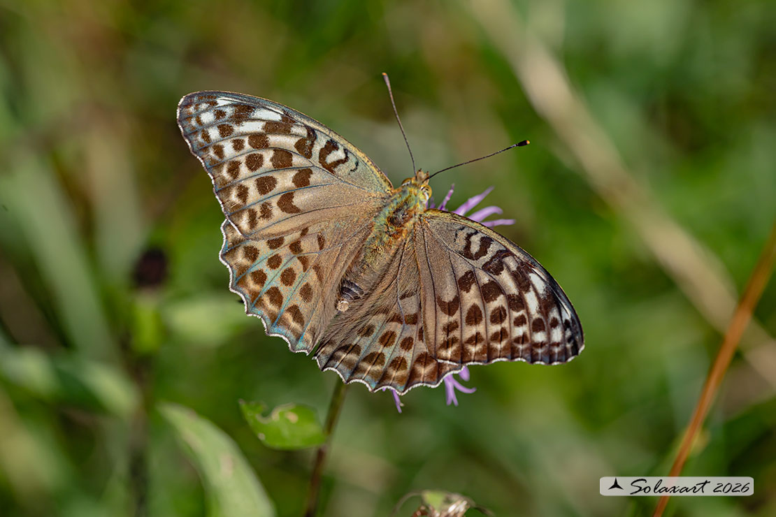 Argynnis paphia varietà valesina - femmina