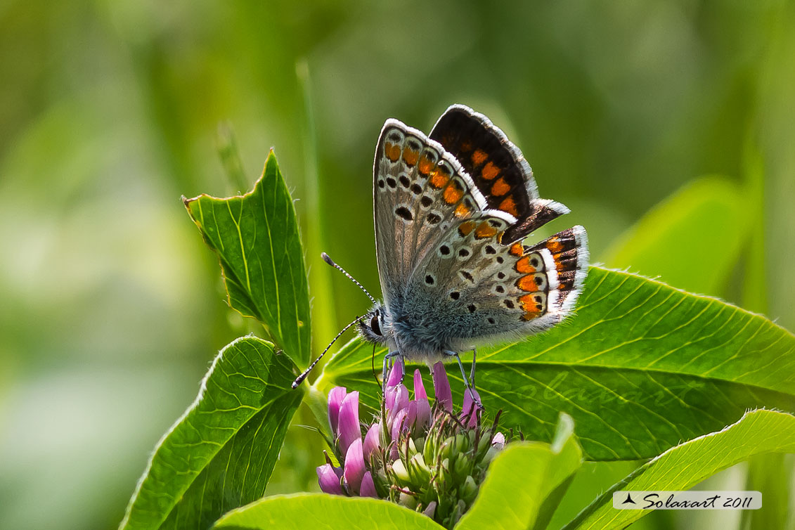 Aricia Agestis female