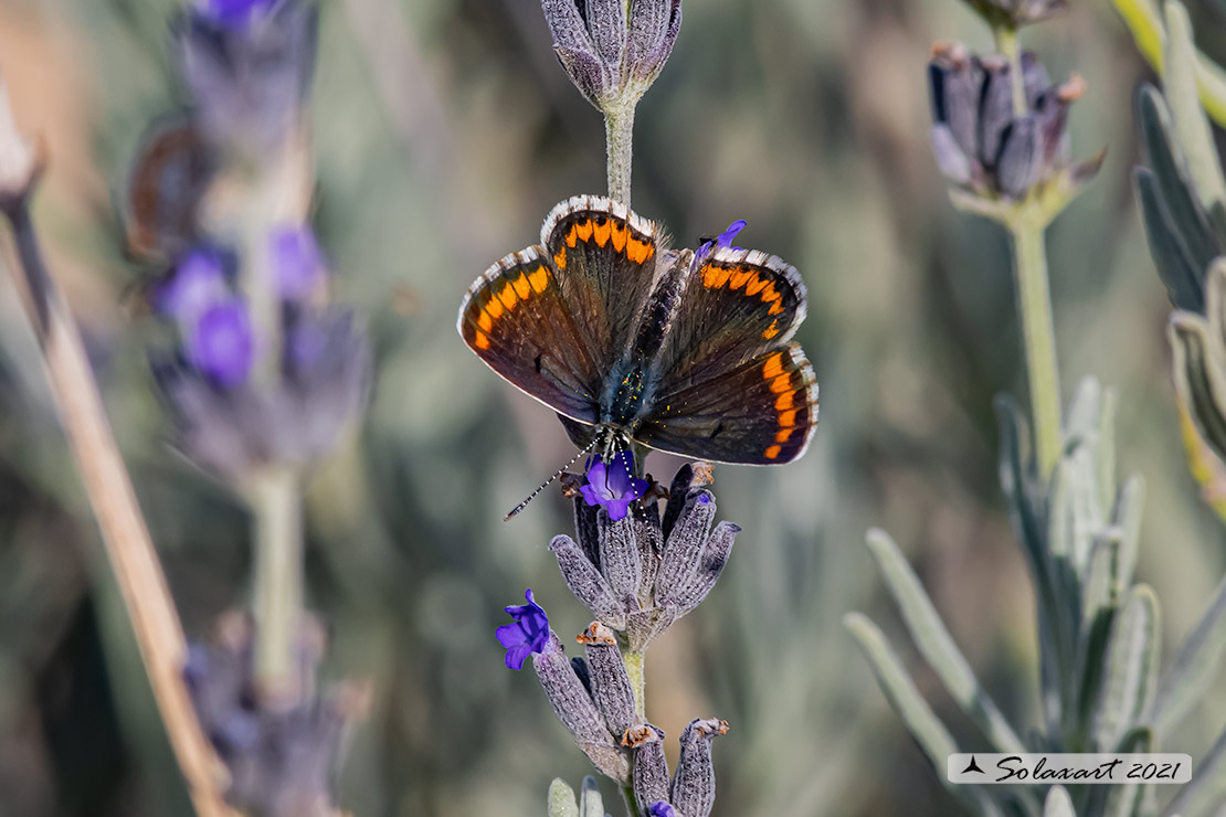 Aricia Agestis female