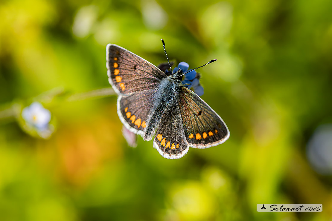 Aricia Agestis male
