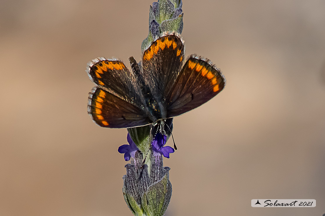 Aricia Agestis male