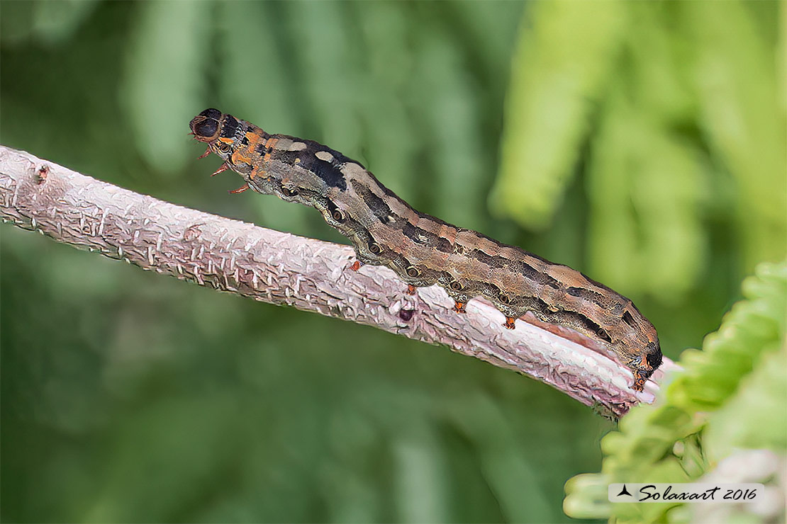 Ascalapha odorata - Black witch moth