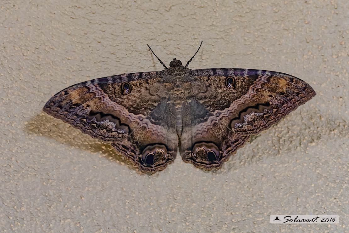 Ascalapha odorata - Black witch moth