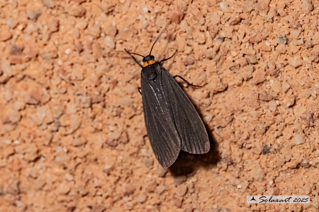 Atolmis rubricollis: Red-necked footman