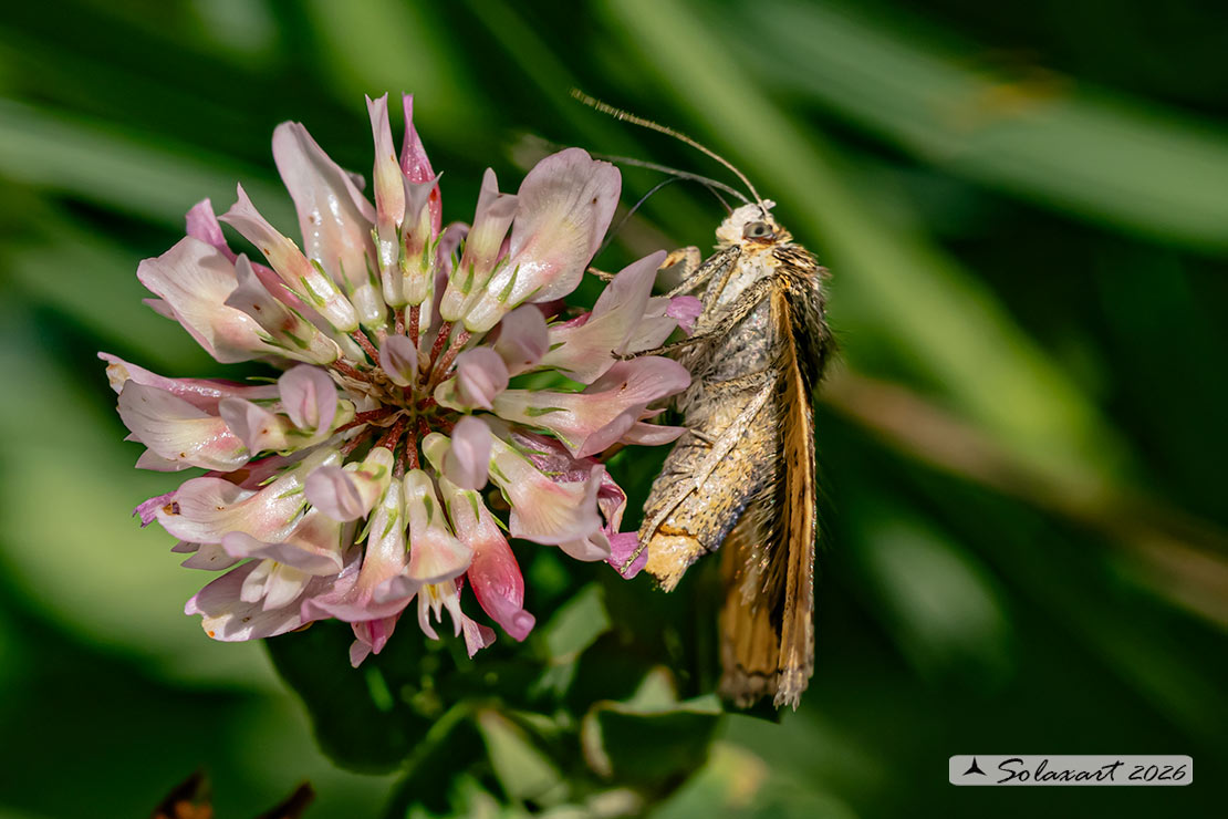 Autographa bractea