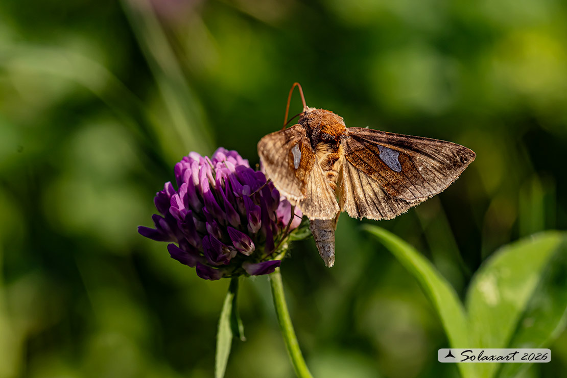 Autographa bractea