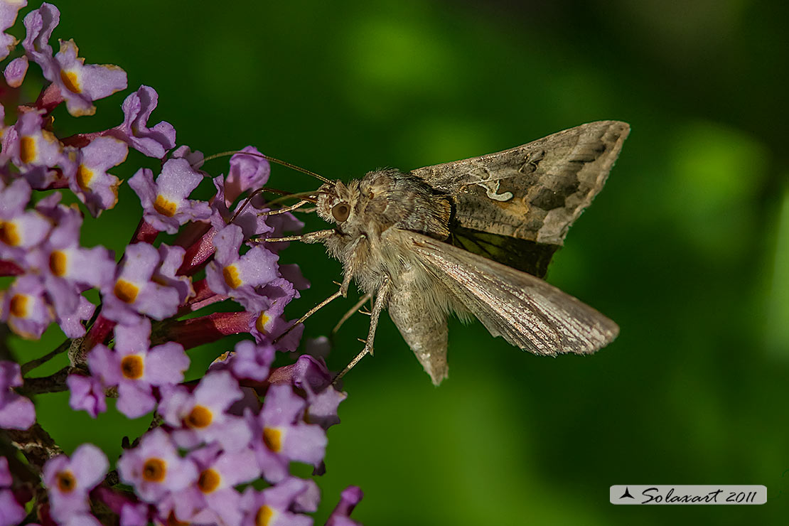 Autographa gamma