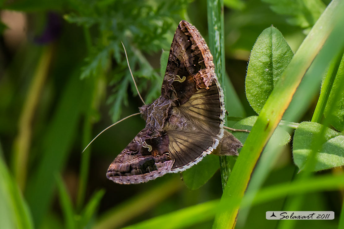 Autographa gamma : Silver Y