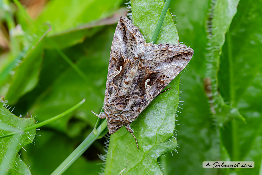 Autographa gamma