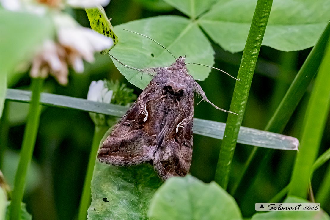 Autographa gamma : Silver Y