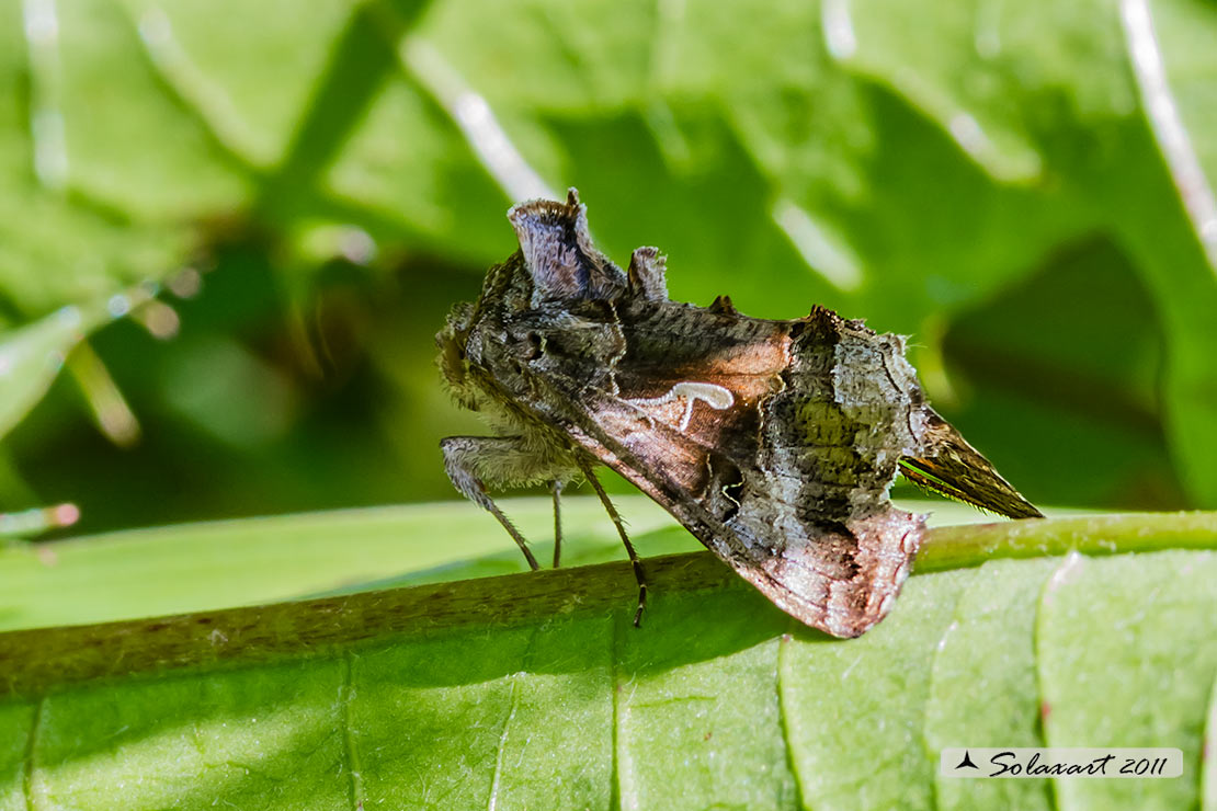 Autographa gamma : Silver Y