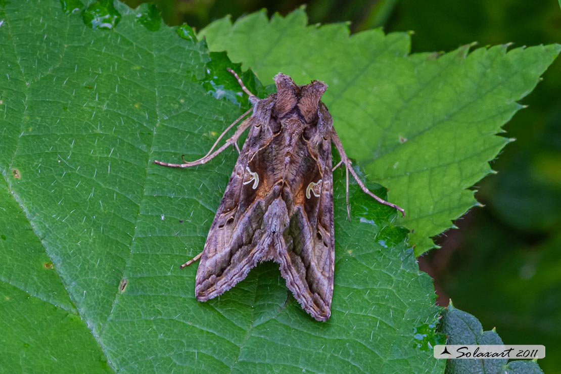 Autographa gamma