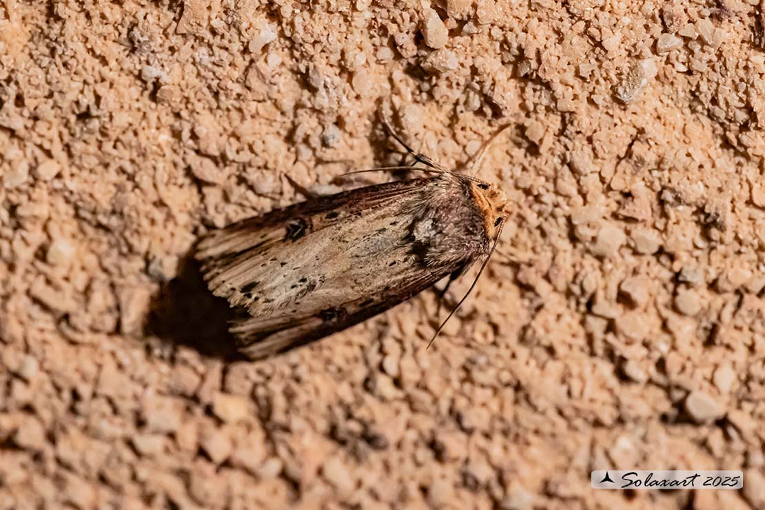 Axylia putris