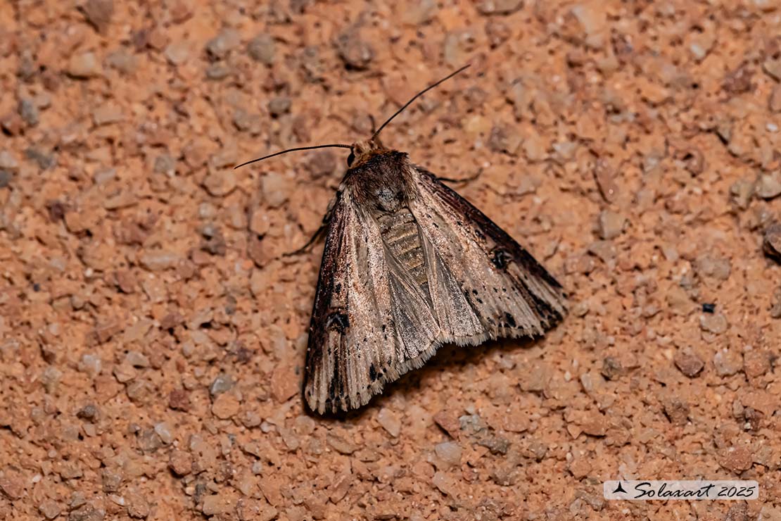 Axylia putris