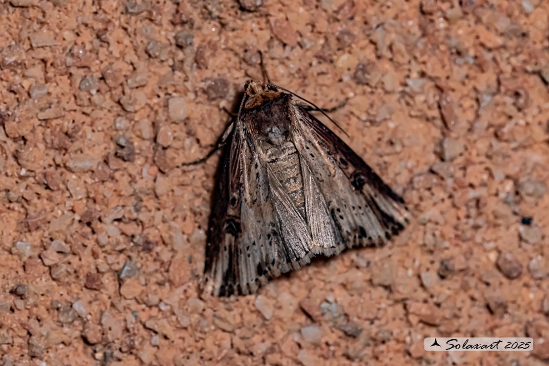 Axylia putris