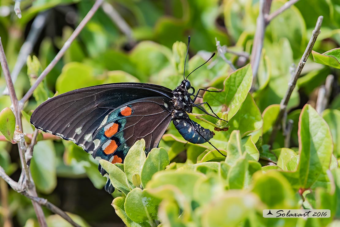 Battus philenor acauda - Pipevine Swallowtail