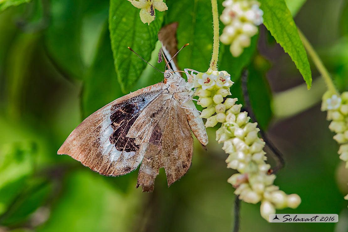 Behemothia godmanii : Godman's Metalmark (male)