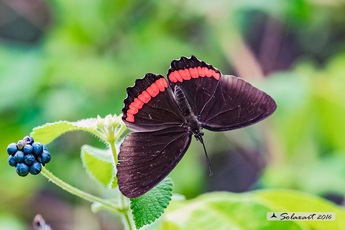 Biblis hyperia aganisa - Crimson-banded Black