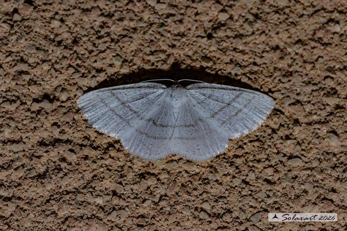 Campaea Cabera pusaria - Common white wave