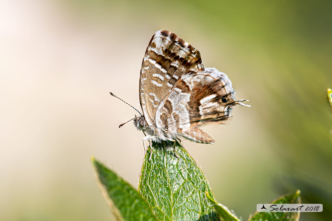 Cacyreus marshalli: licenide dei gerani - Geranium bronze