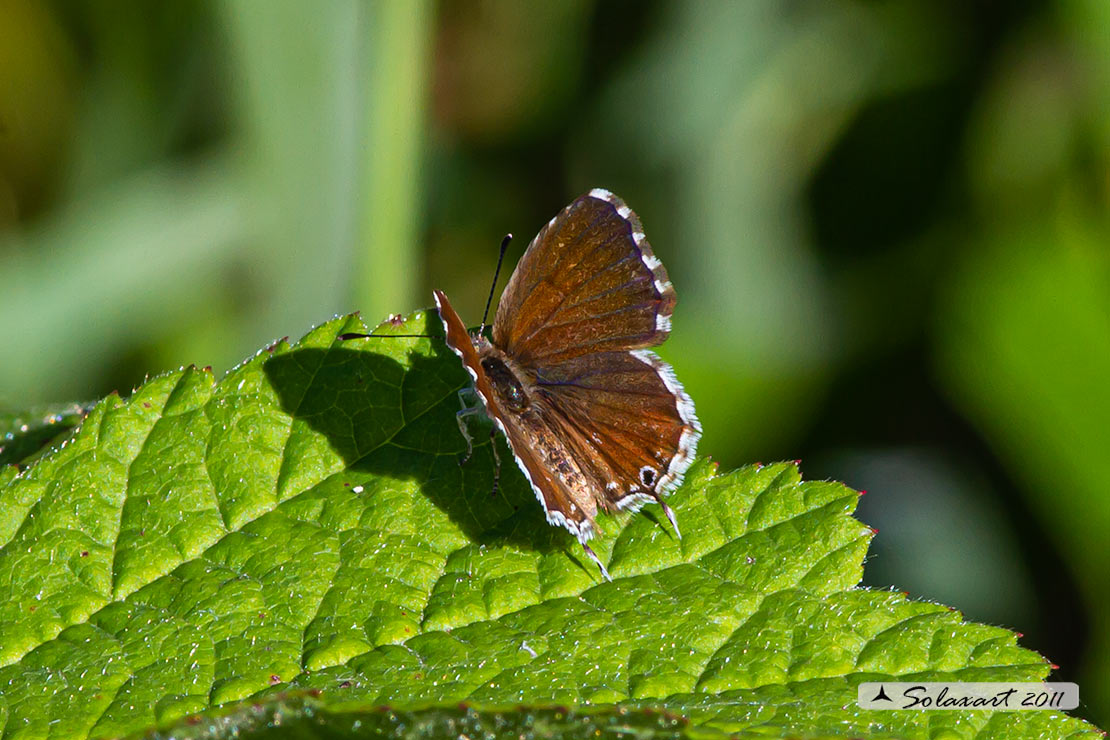 Cacyreus marshalli: licenide dei gerani - Geranium bronze