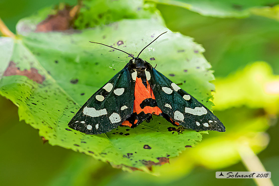Callimorpha dominula - Scarlet tiger moth 