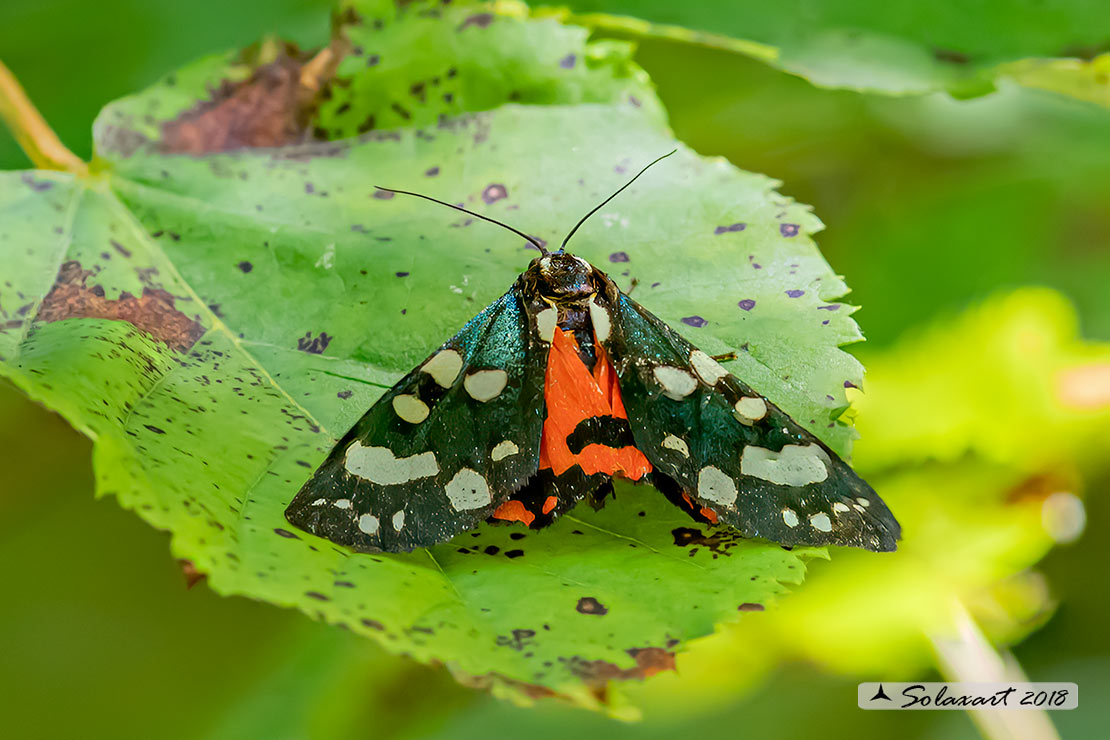 Callimorpha dominula - Scarlet tiger moth 