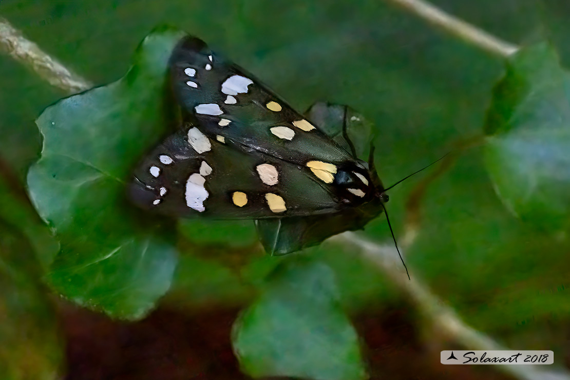 Callimorpha dominula - Scarlet tiger moth 