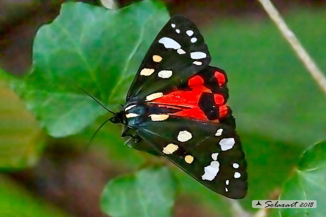 Callimorpha dominula - Scarlet tiger moth 