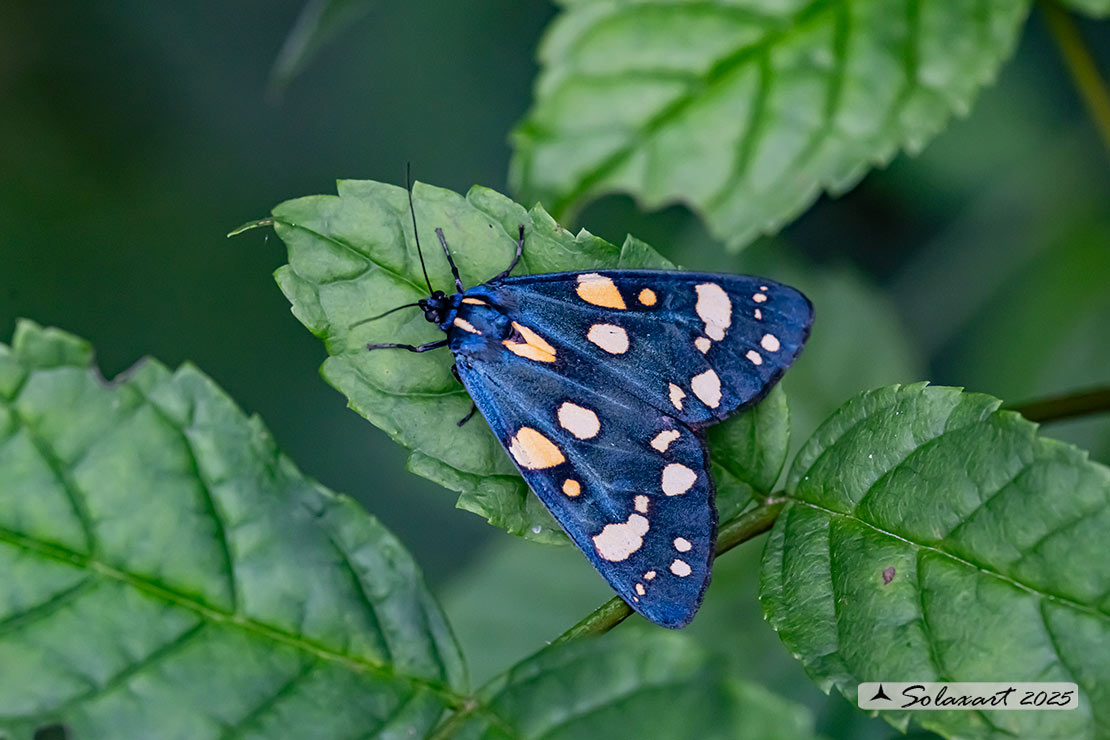 Callimorpha dominula - Scarlet tiger moth 