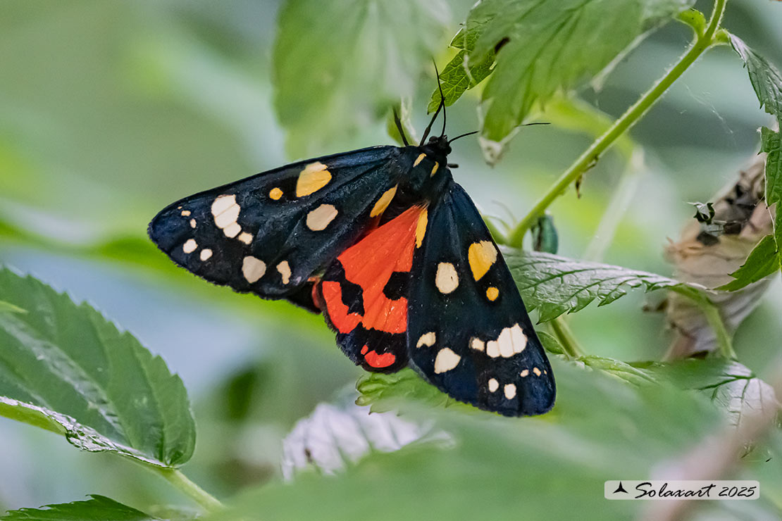 Callimorpha dominula - Scarlet tiger moth 