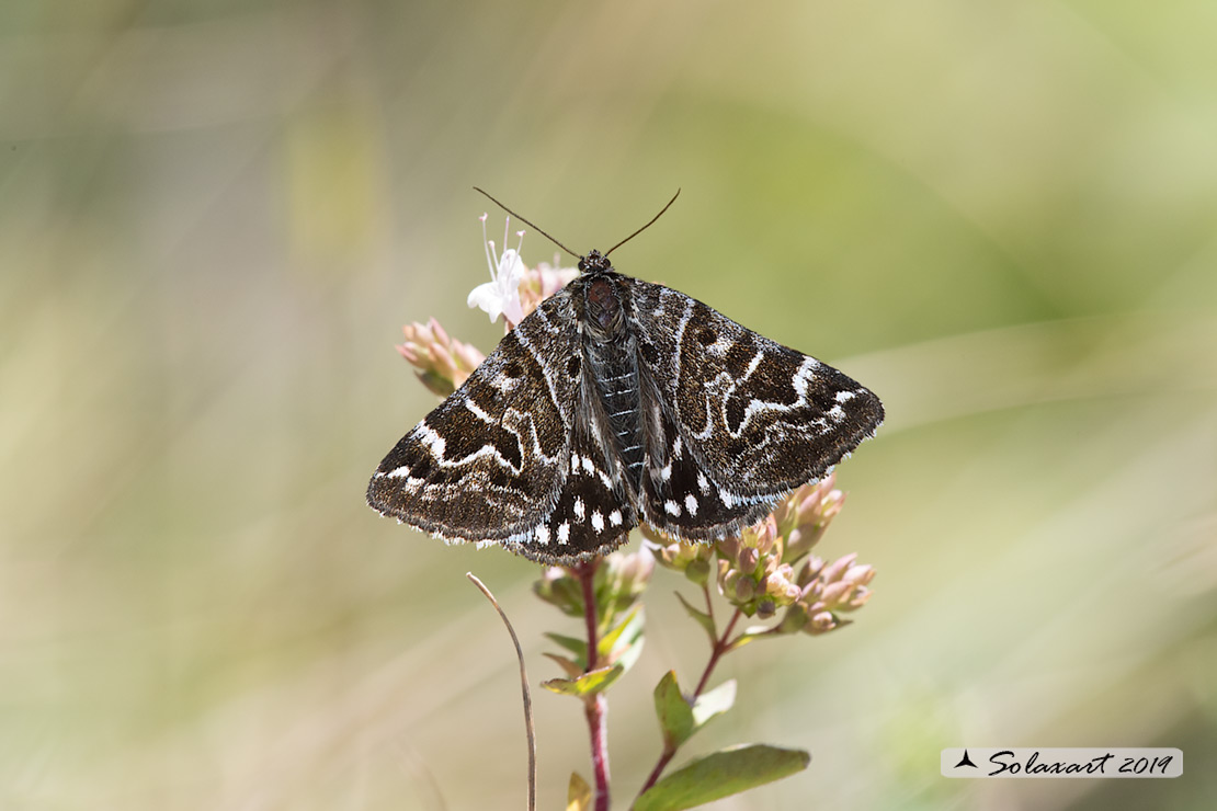 Callistege mi  -  Mother Shipton Moth 