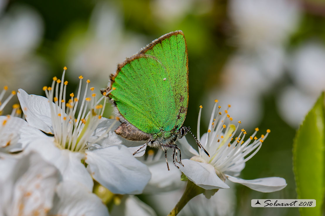 Callophrys rubi: Licenide del rovo - Green Hairstreak