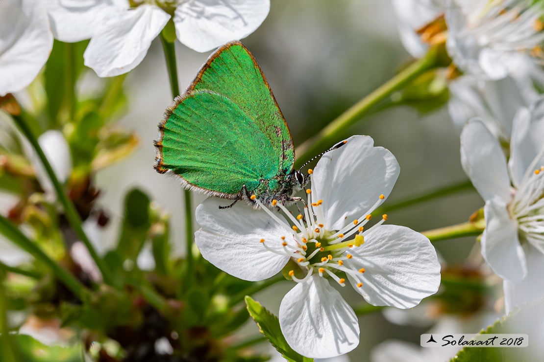 Callophrys rubi: Licenide del rovo - Green Hairstreak