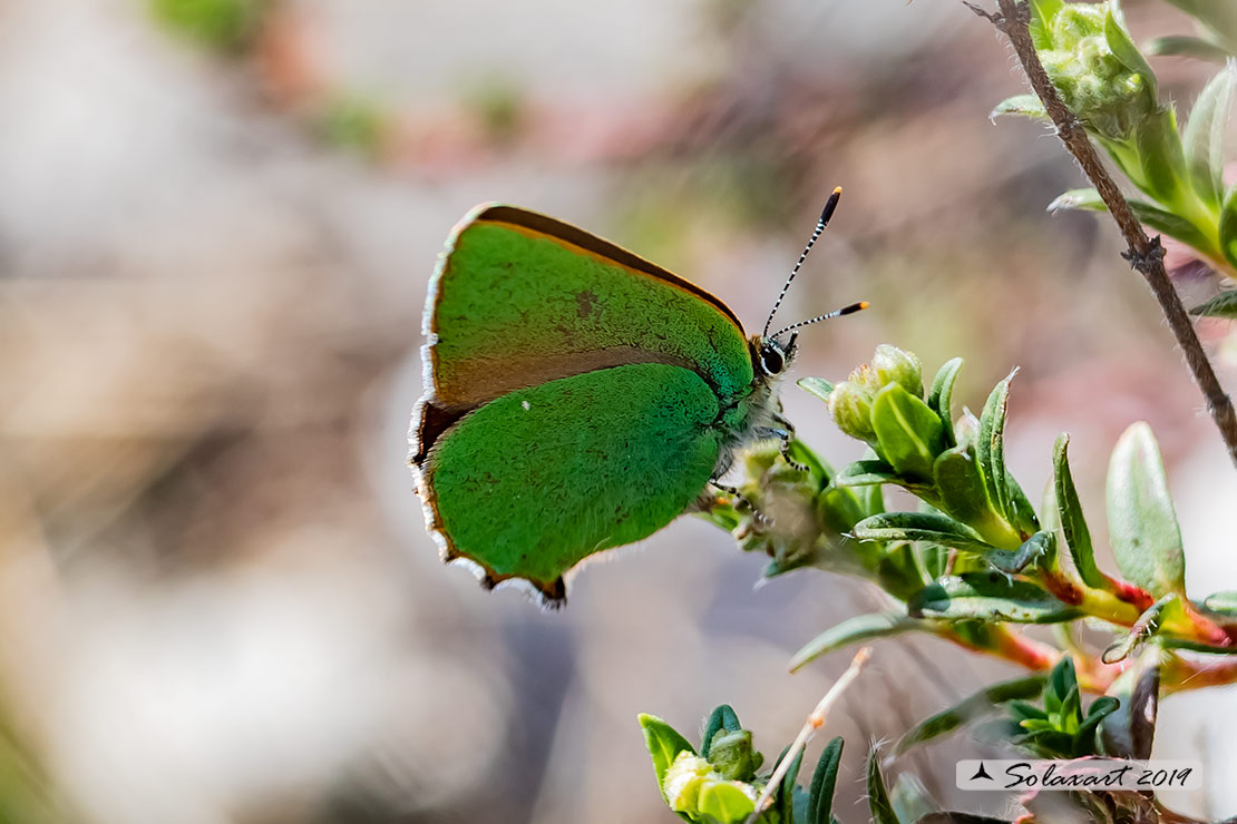 Callophrys rubi: Licenide del rovo - Green Hairstreak