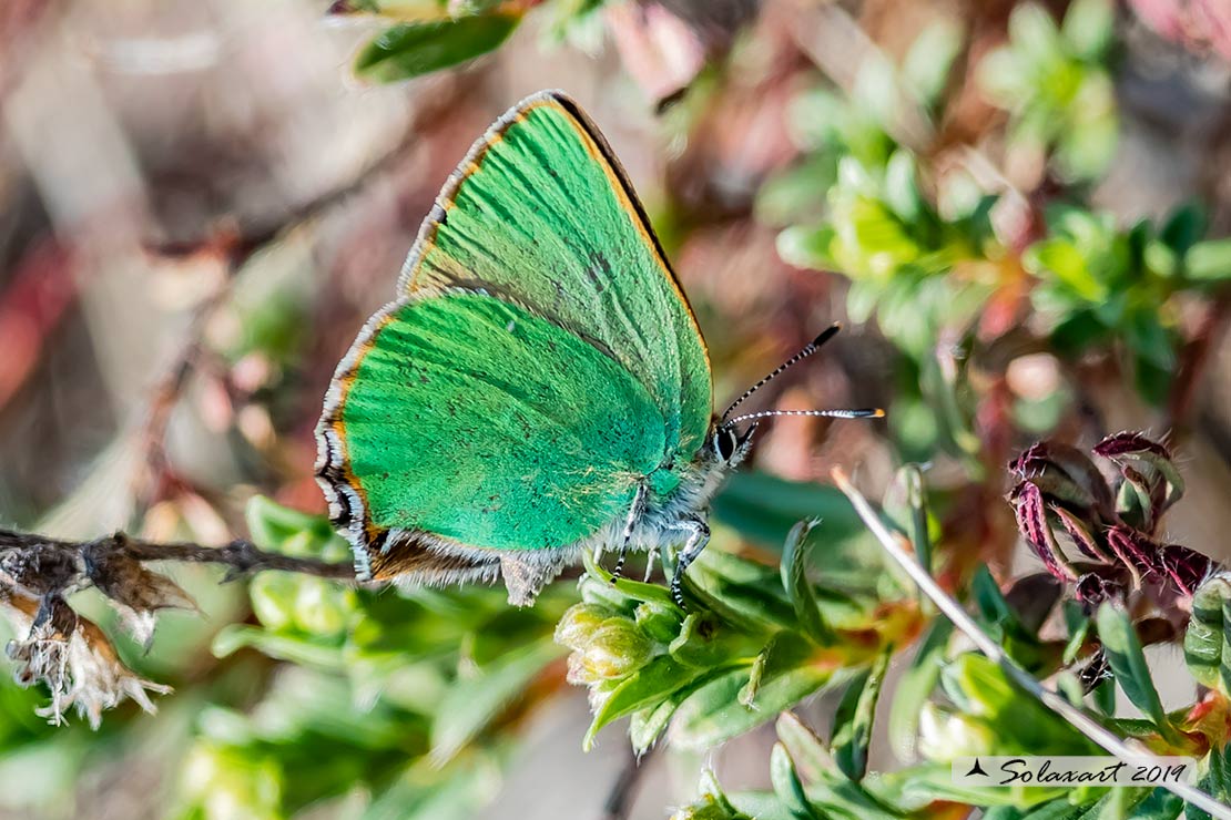 Callophrys rubi: Licenide del rovo - Green Hairstreak
